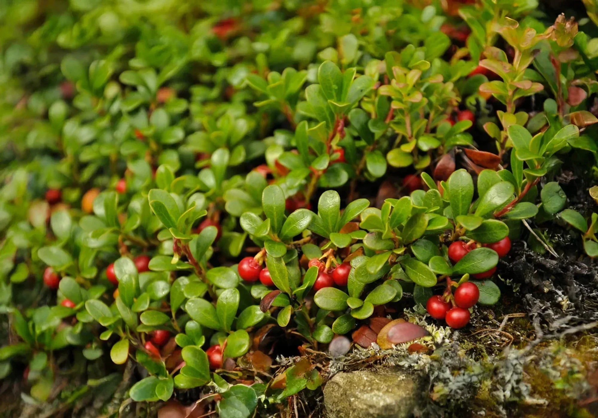 Мечо грозде и странични ефекти
