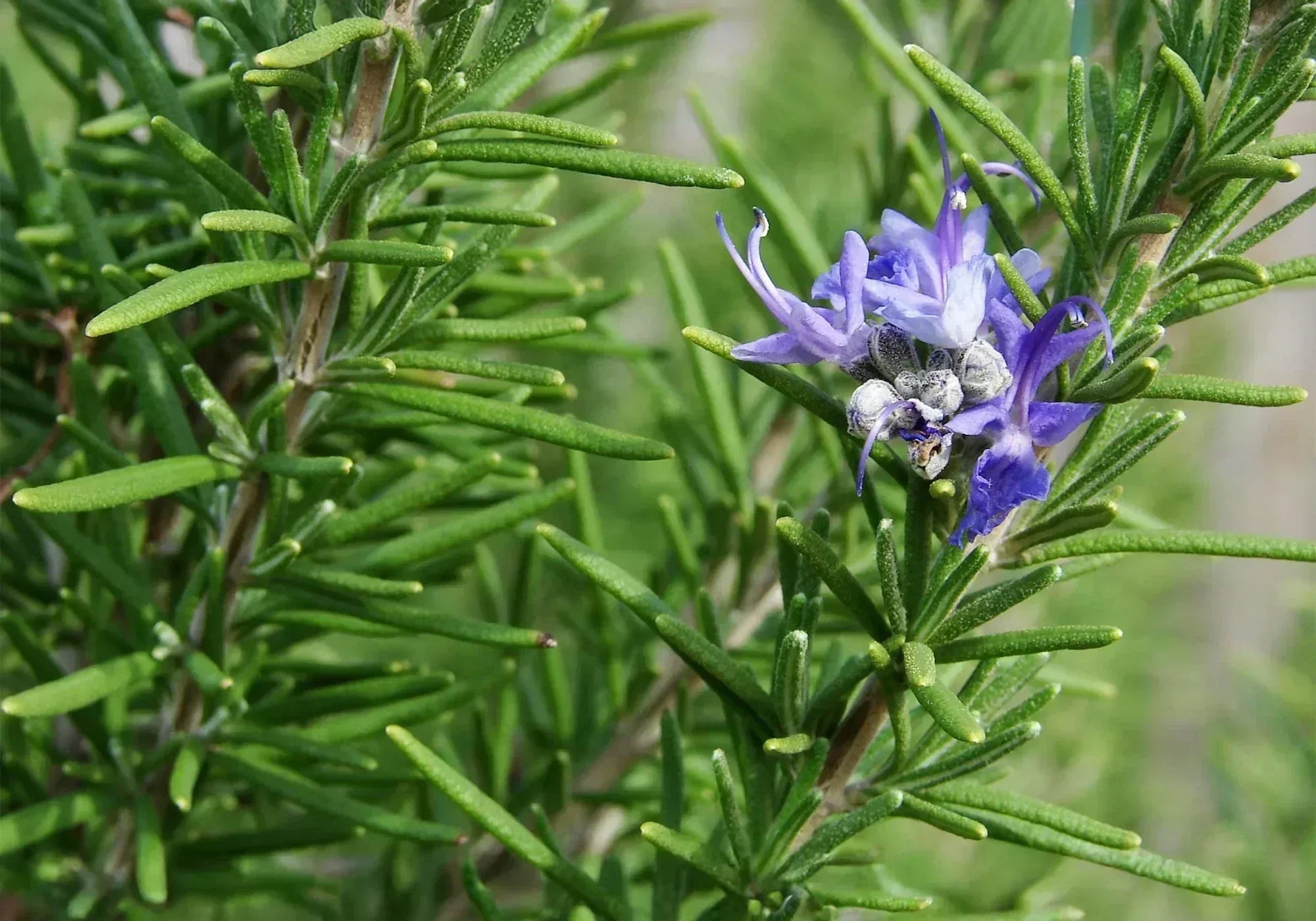 За какво се използва билката розмарин