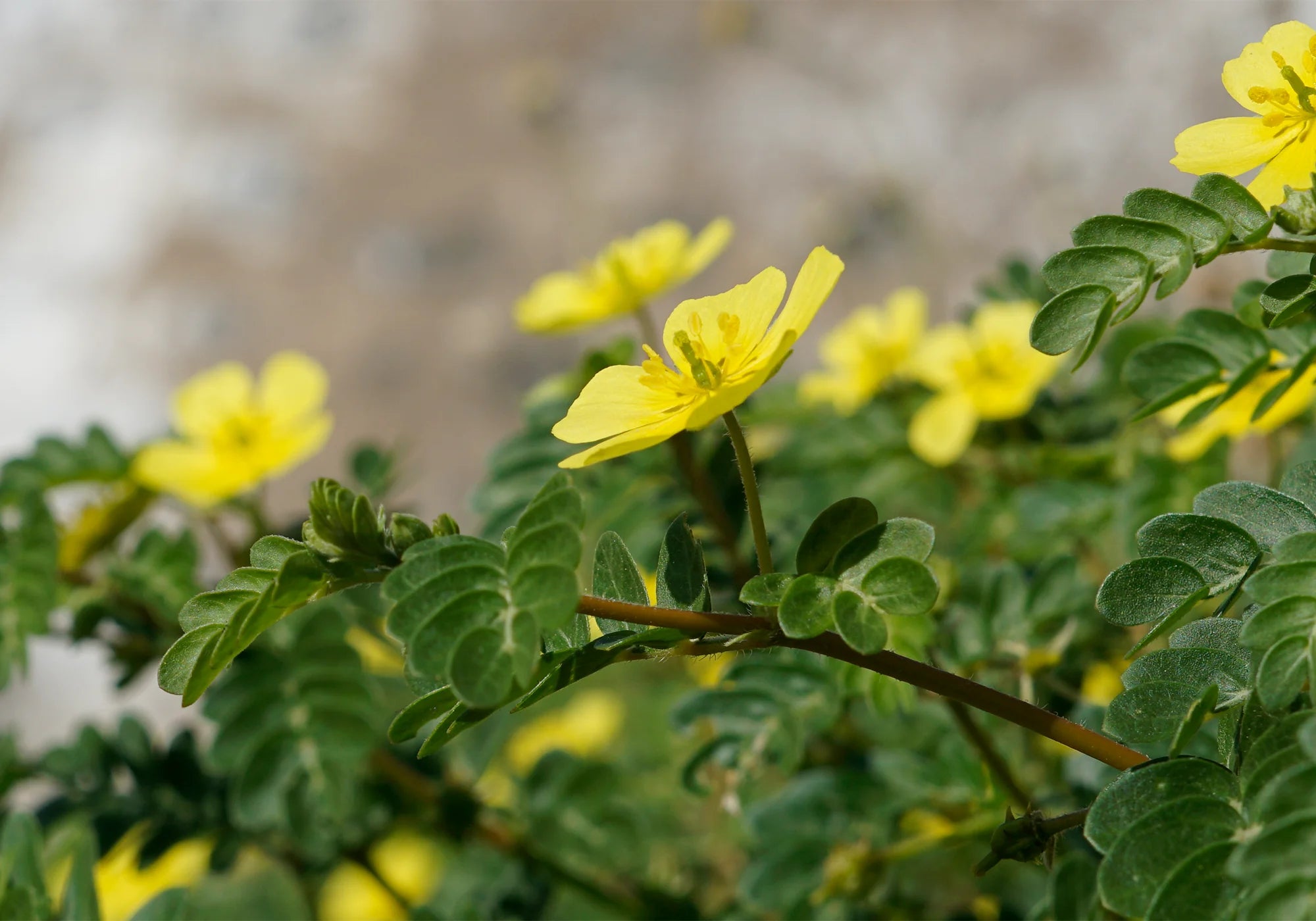 Бабини зъби - ползи, действие и противопоказания