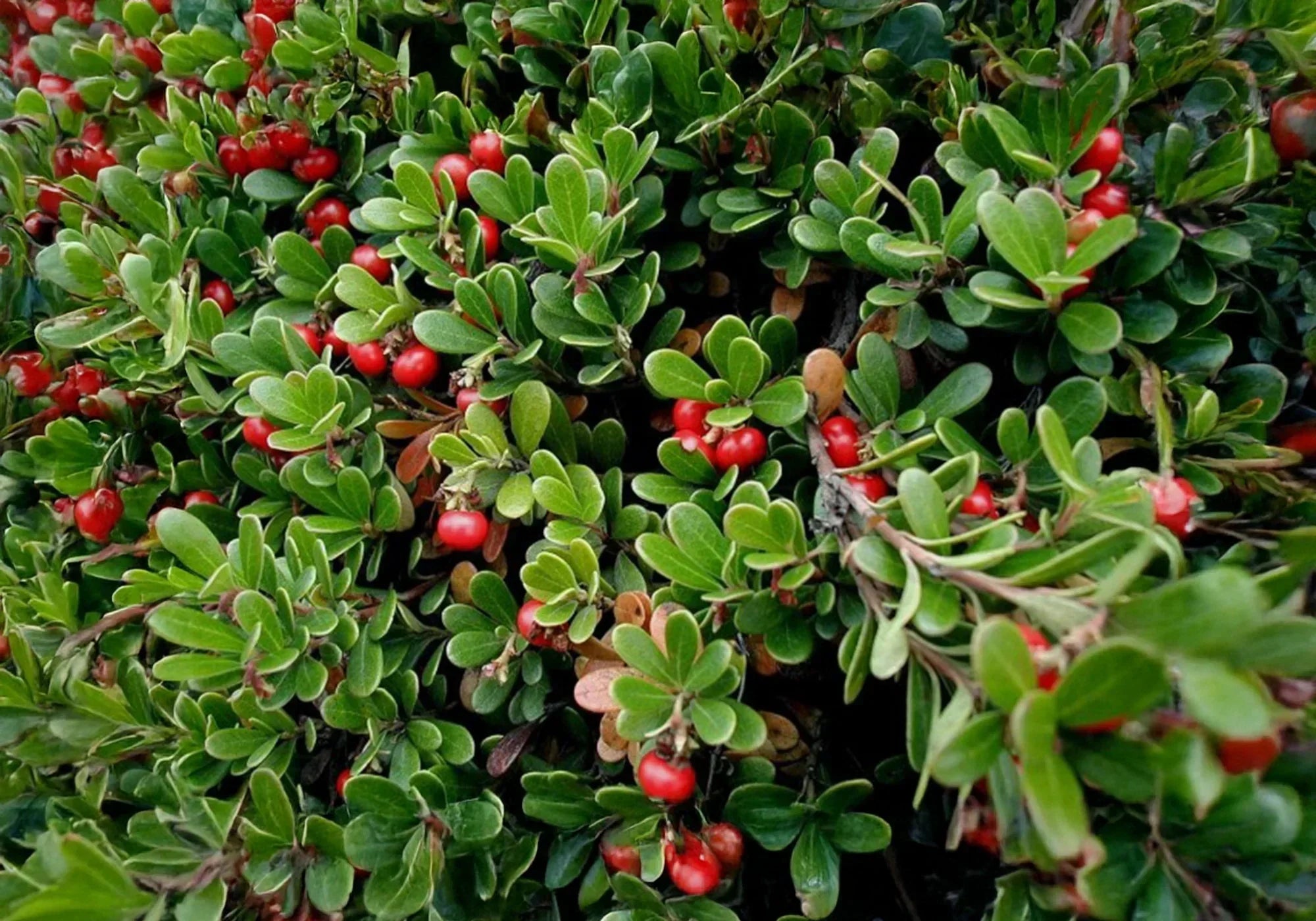 Какви са ползите от билката мечо грозде