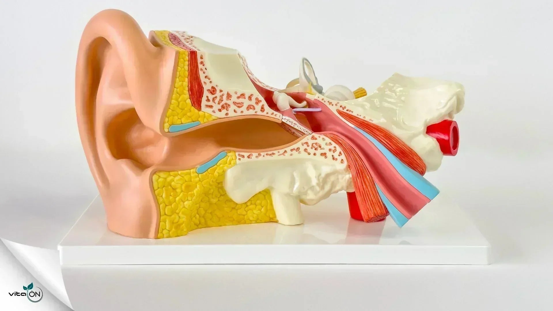 Устройство и функции на слуховата система