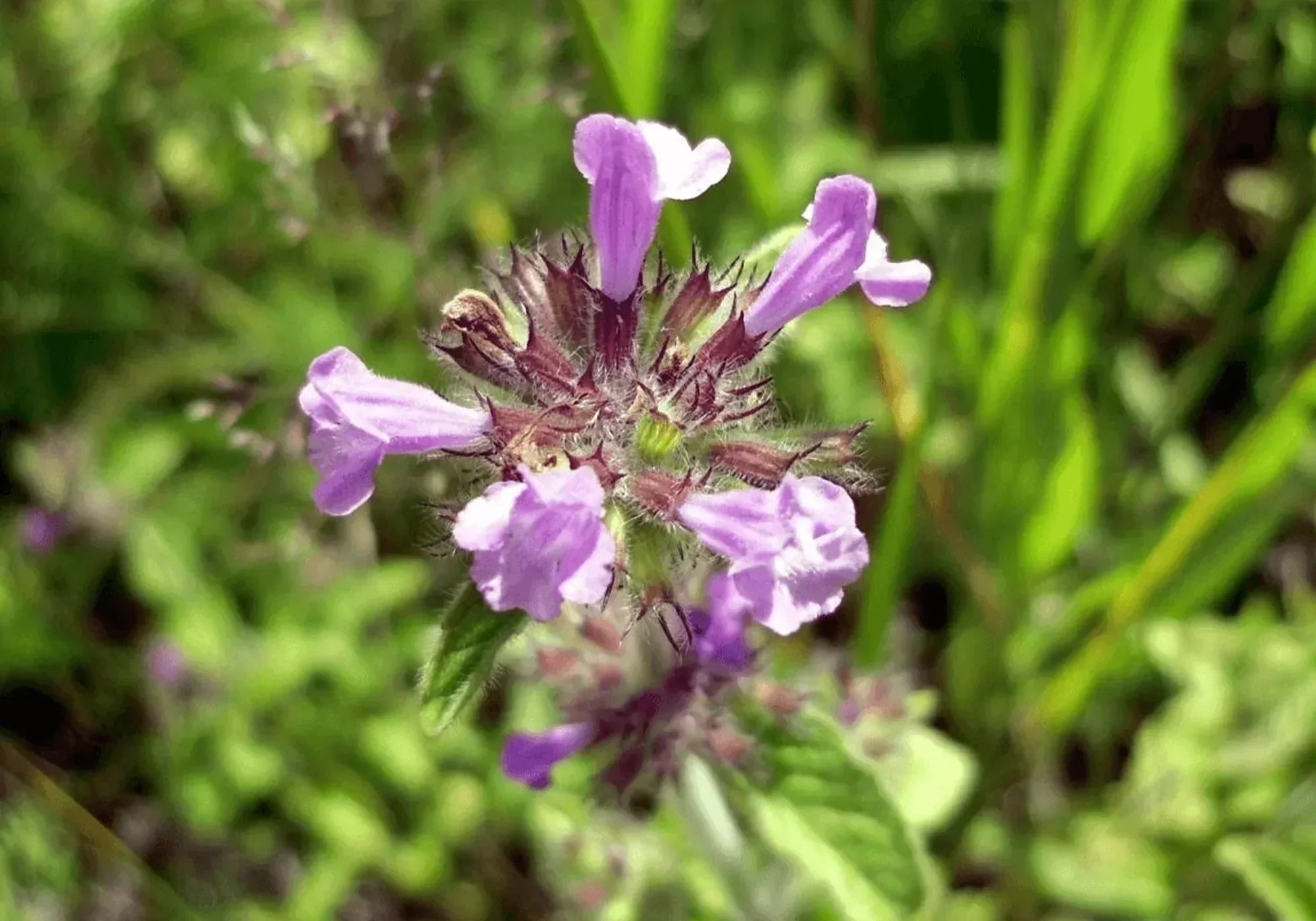 Всичко за котешката стъпка: Същност и лечебни ползи