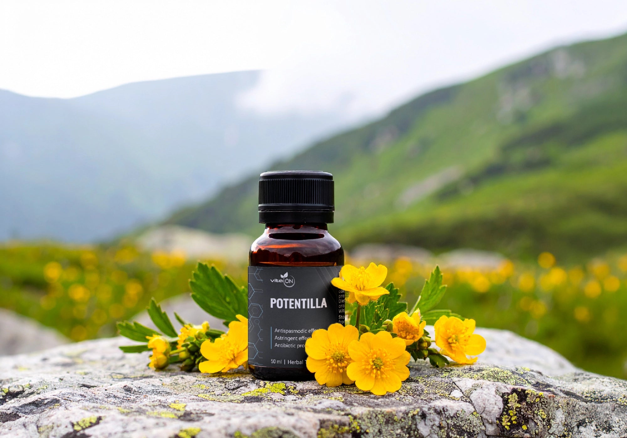 пълзяща тинтява билкова тинктура